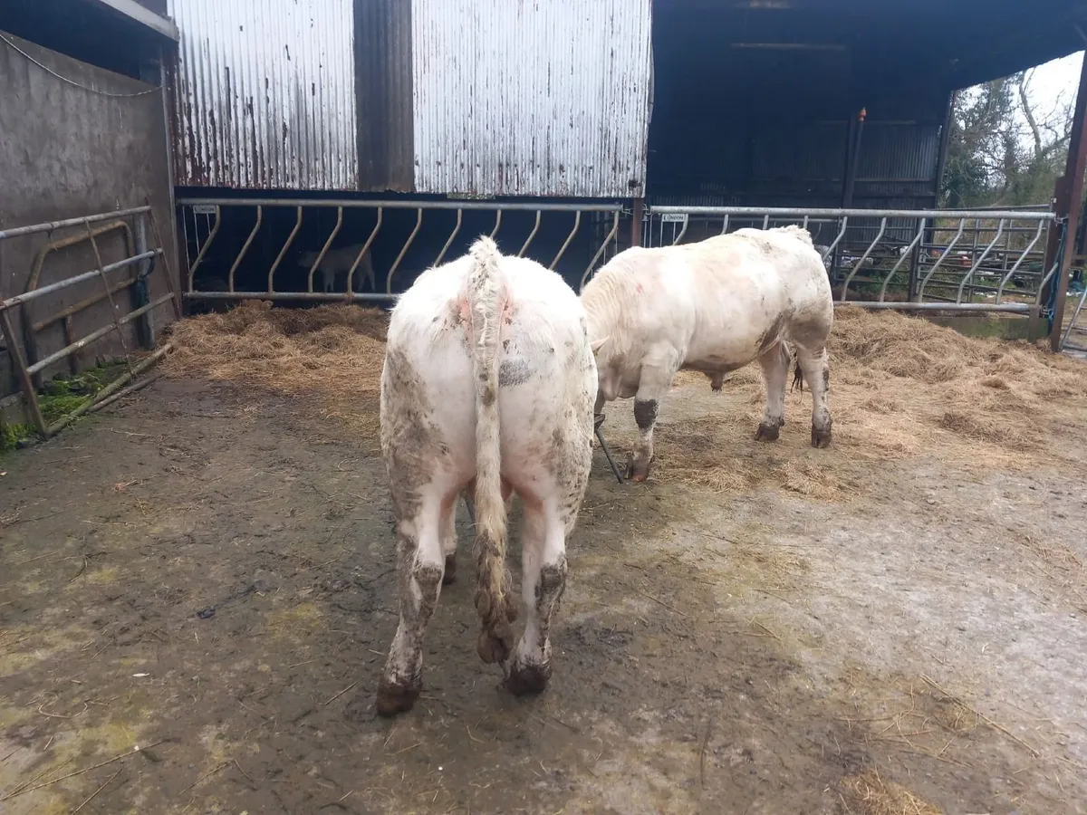 Purebred Charolais  Bulls - Image 4