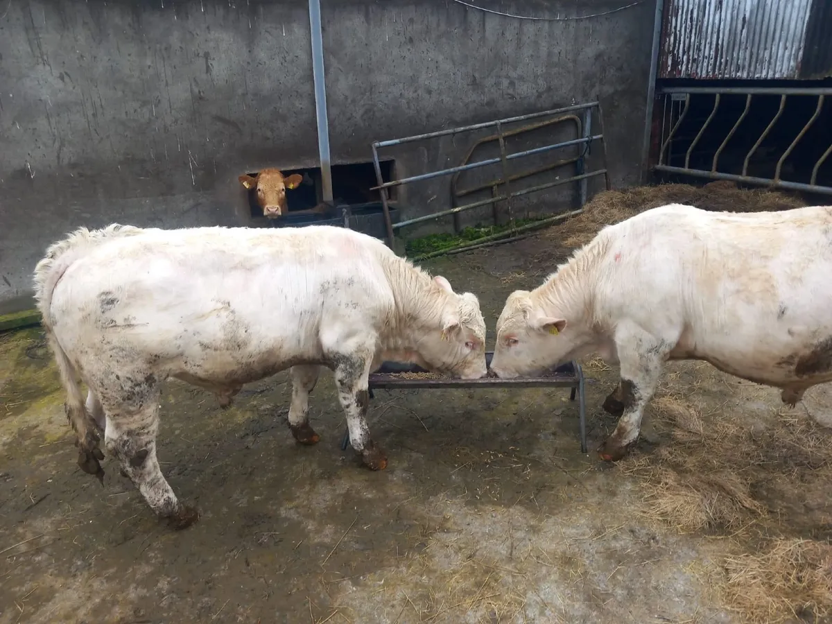 Purebred Charolais  Bulls - Image 3