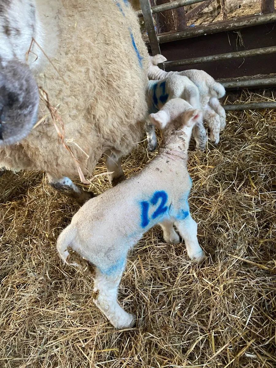 Pet lamb texel cross - Image 1