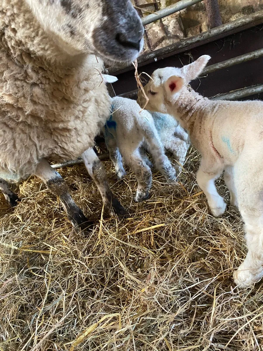 Pet lamb texel cross - Image 2