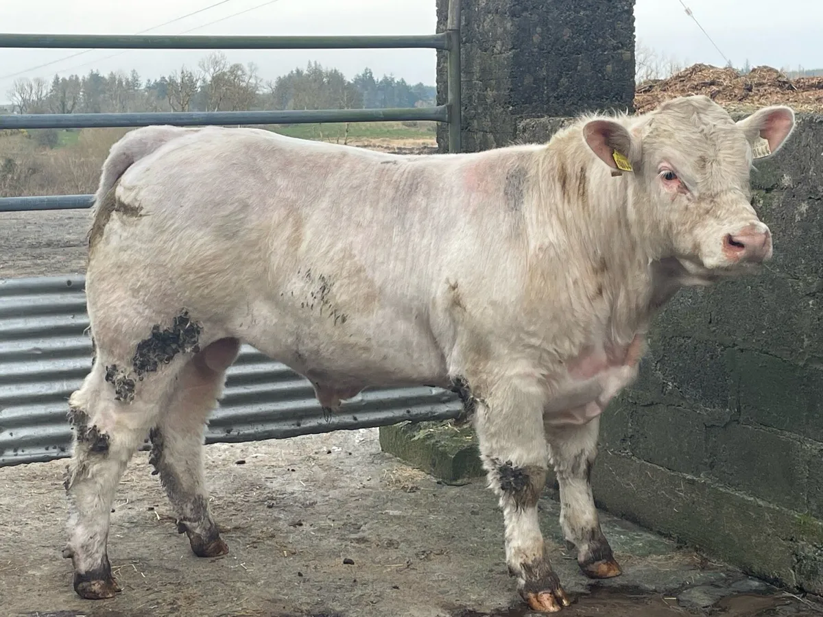 5⭐️ Pedigree Charloais Bull - Image 1