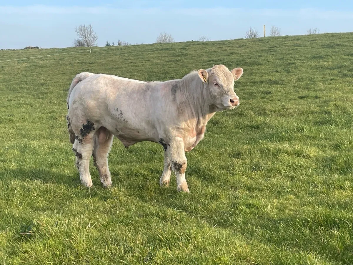 5⭐️ Pedigree Charloais Bull - Image 2