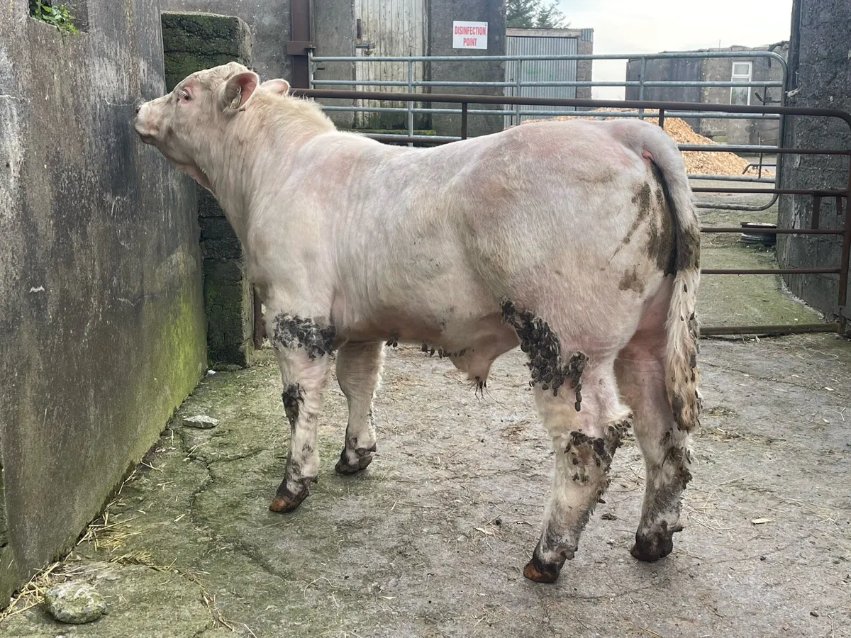 5⭐️ Pedigree Charloais Bull - Image 3