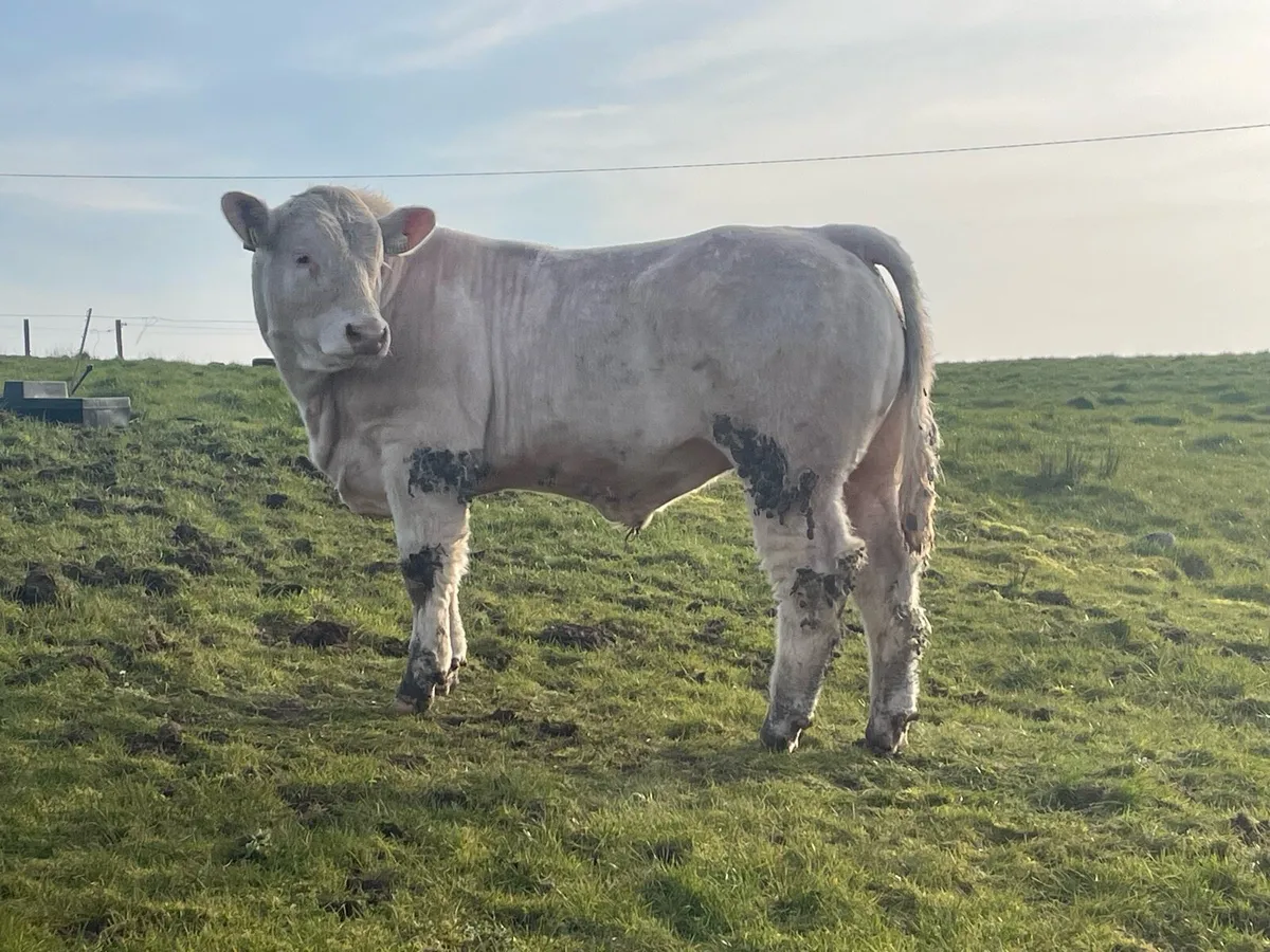 5⭐️ Pedigree Charloais Bull - Image 4