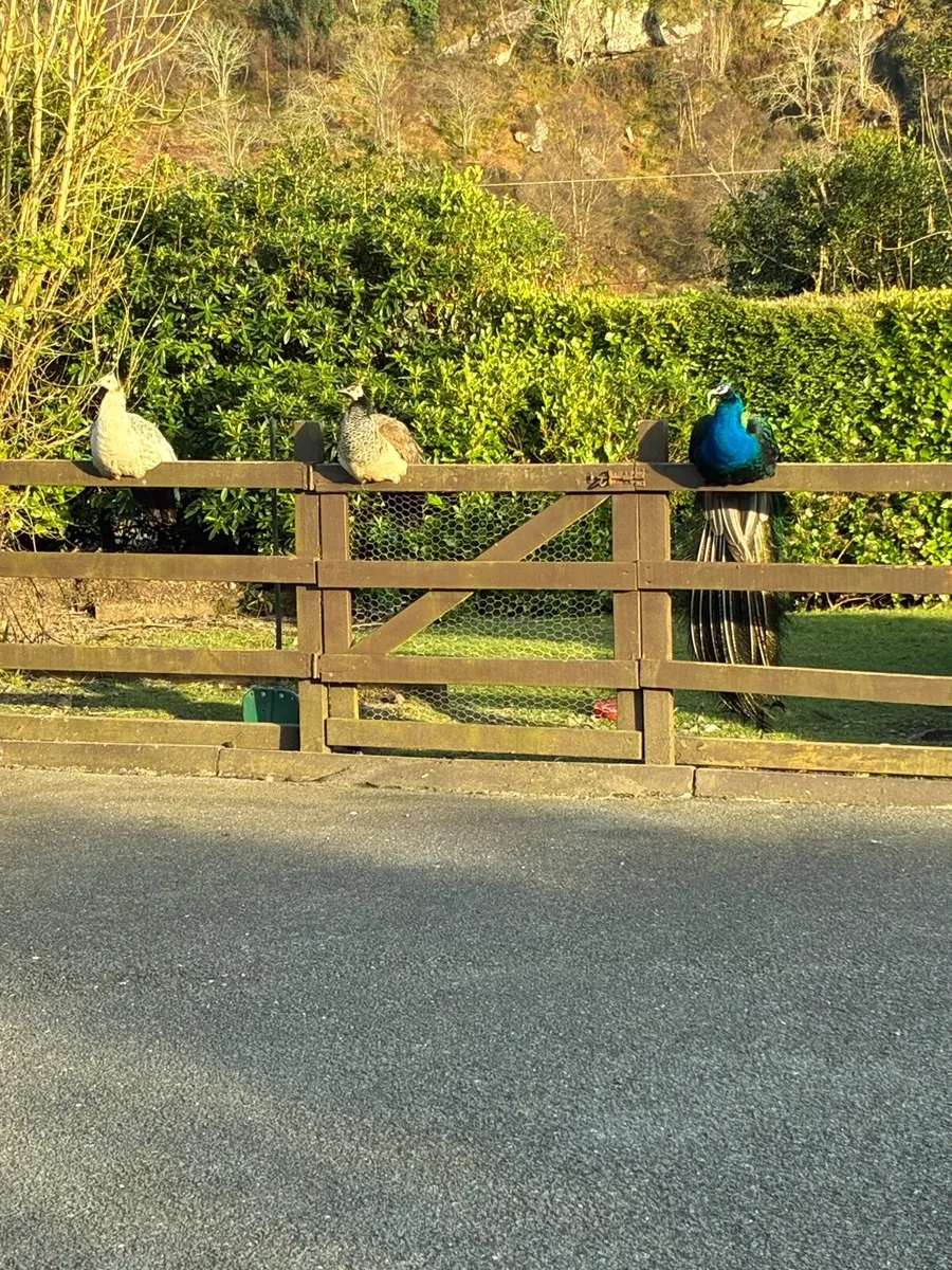 Peacocks and peahens - Image 3
