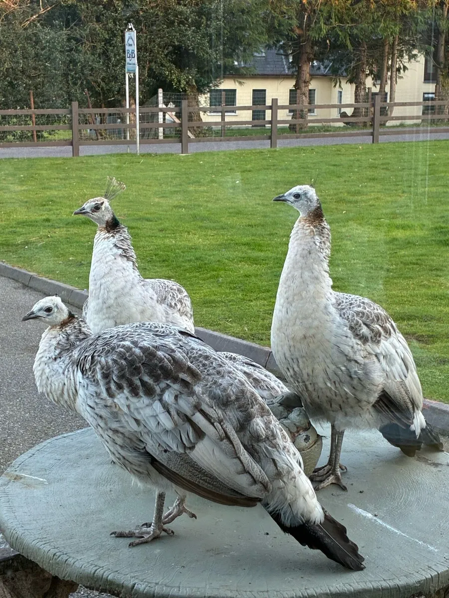 Peacocks and peahens - Image 2