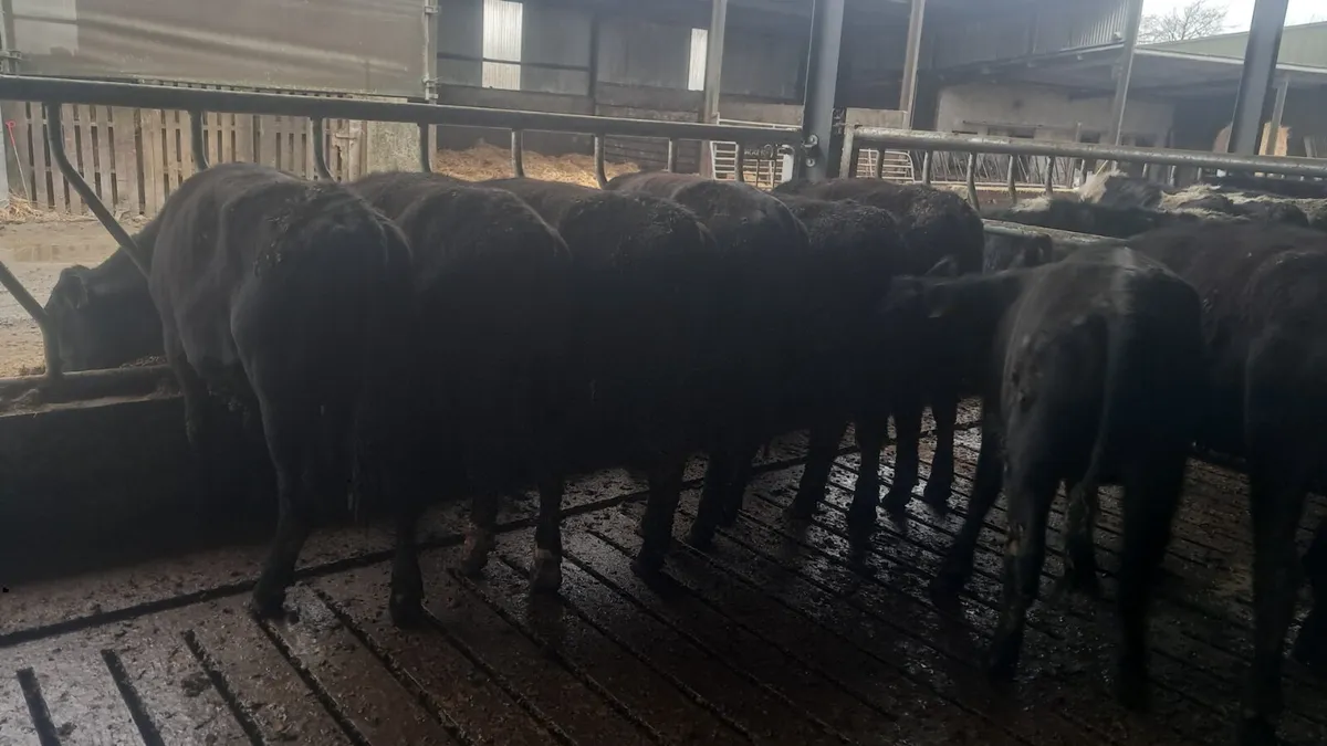 Angus bullocks - Image 1