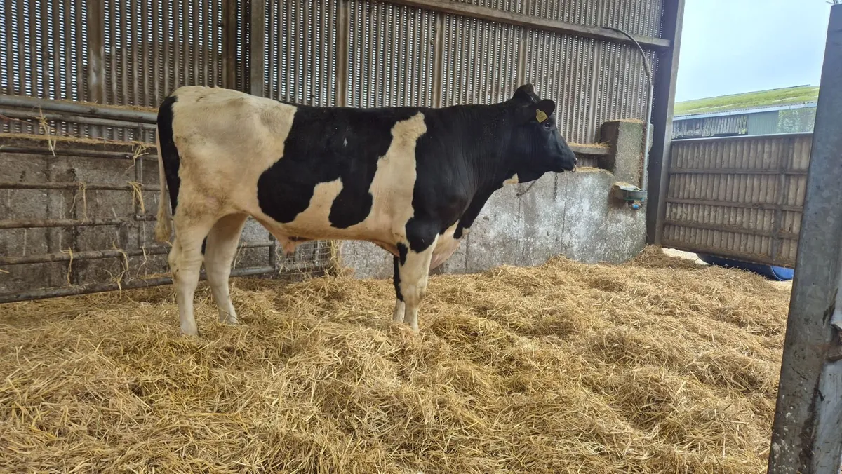 Lisduff Bulls - Image 3