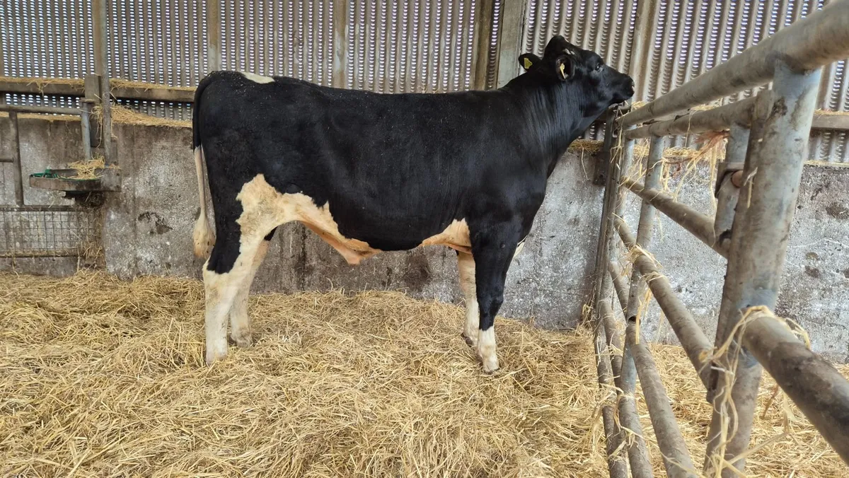 Lisduff Bulls - Image 4