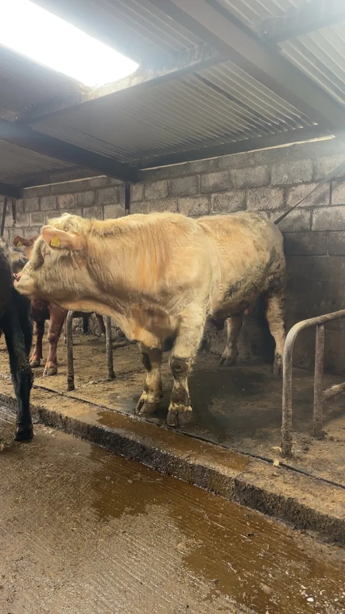 Charolais bull - Image 1