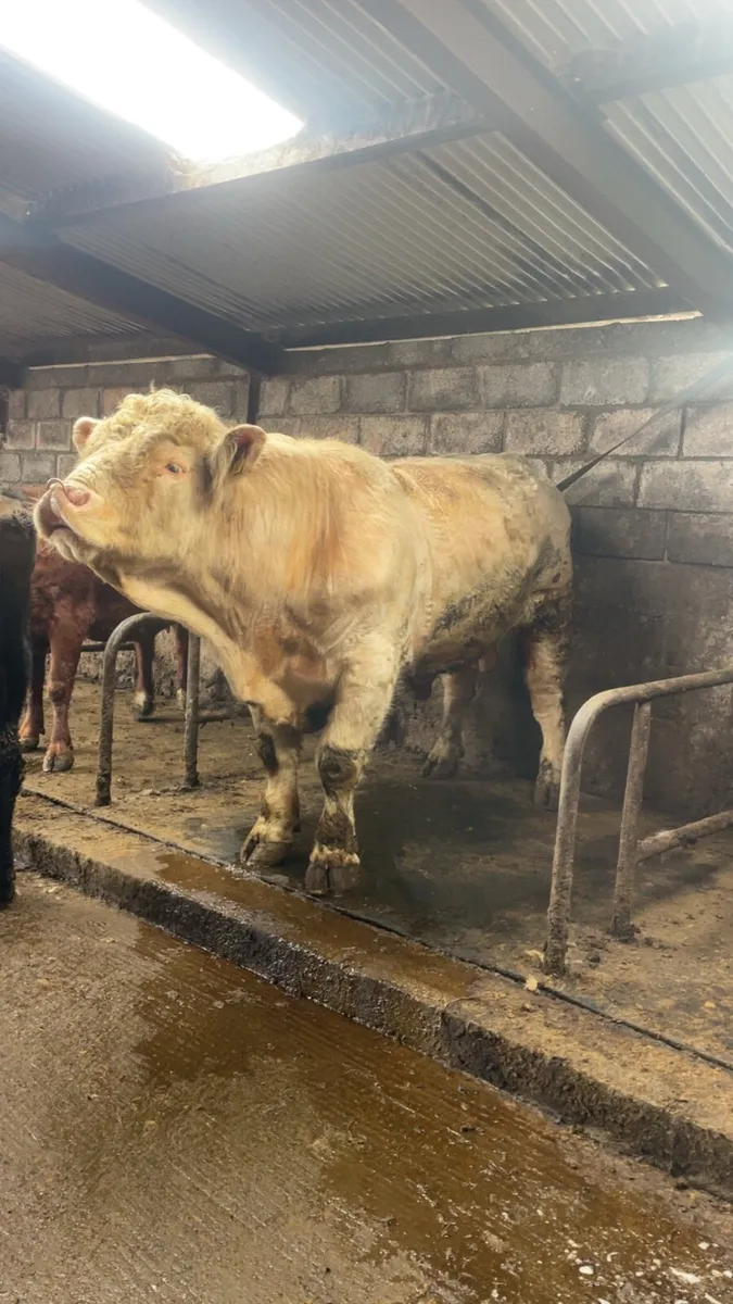 Charolais bull - Image 2