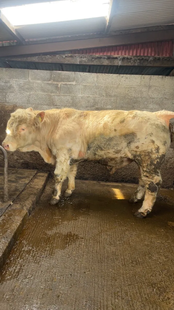 Charolais bull - Image 3