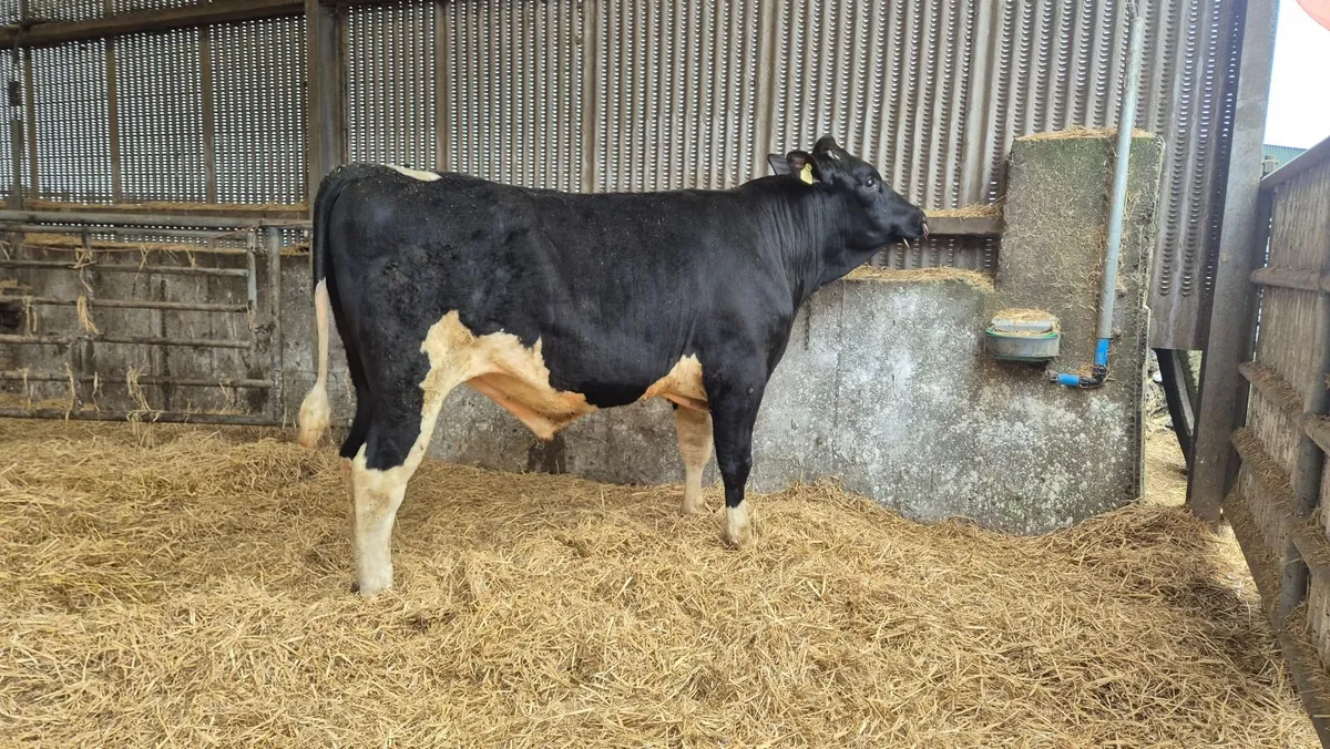 Lisduff Bulls - Image 1