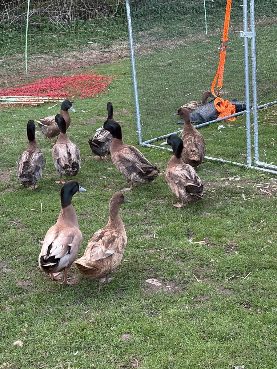 Khaki Campbells Drakes - Image 2