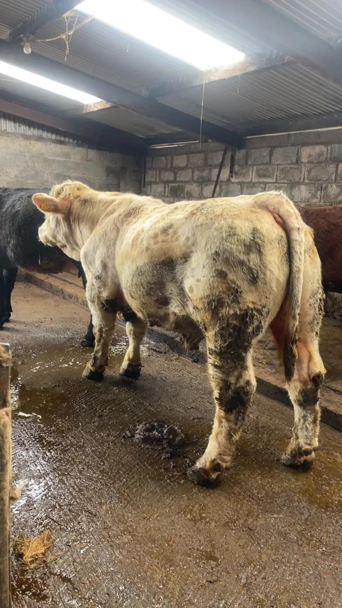 Charolais bull - Image 4