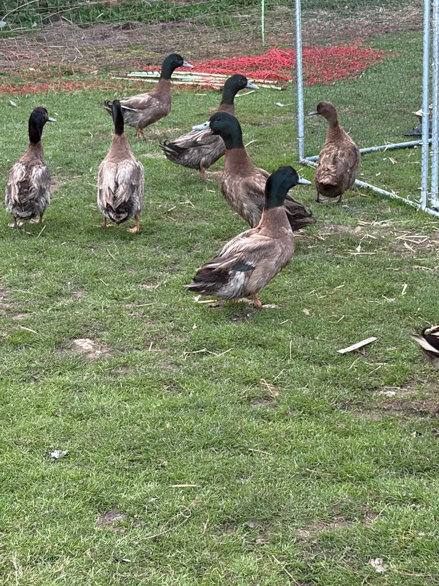 Khaki Campbells Drakes - Image 1