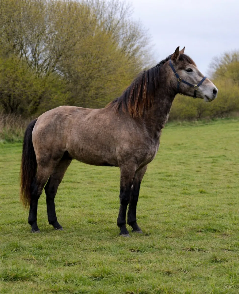 Beautiful rising 4 year old connie - Image 1