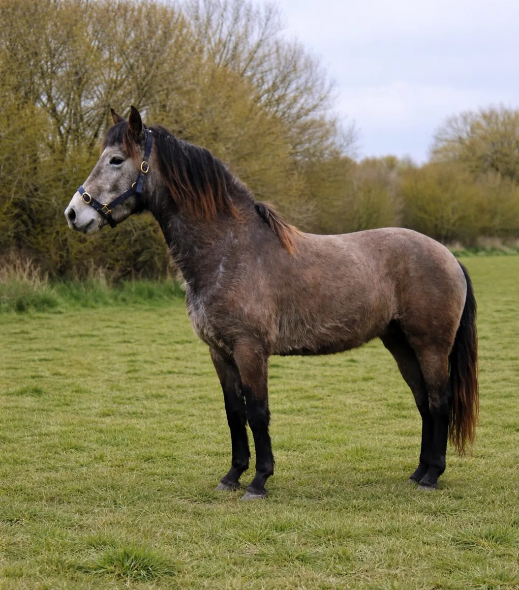 Beautiful rising 4 year old connie - Image 2