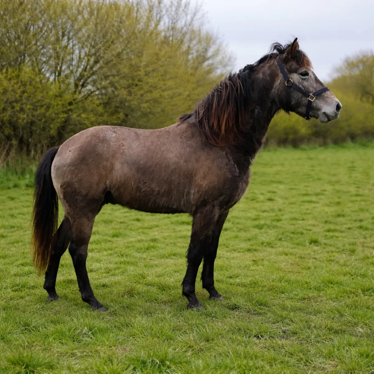 Beautiful rising 4 year old connie - Image 3