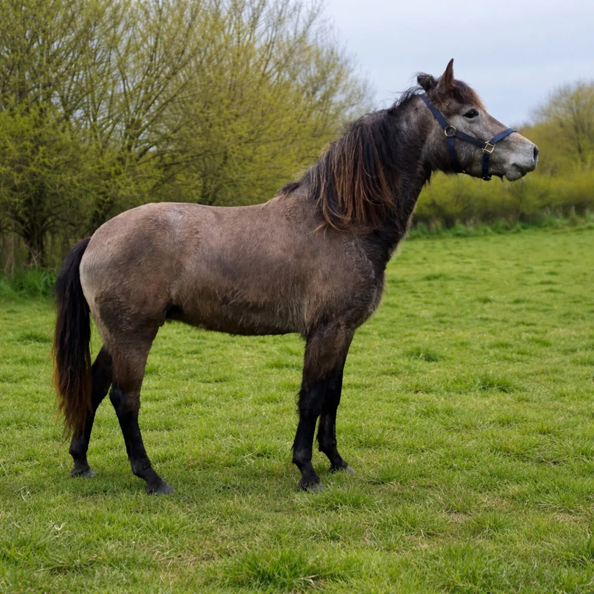 Beautiful rising 4 year old connie - Image 4