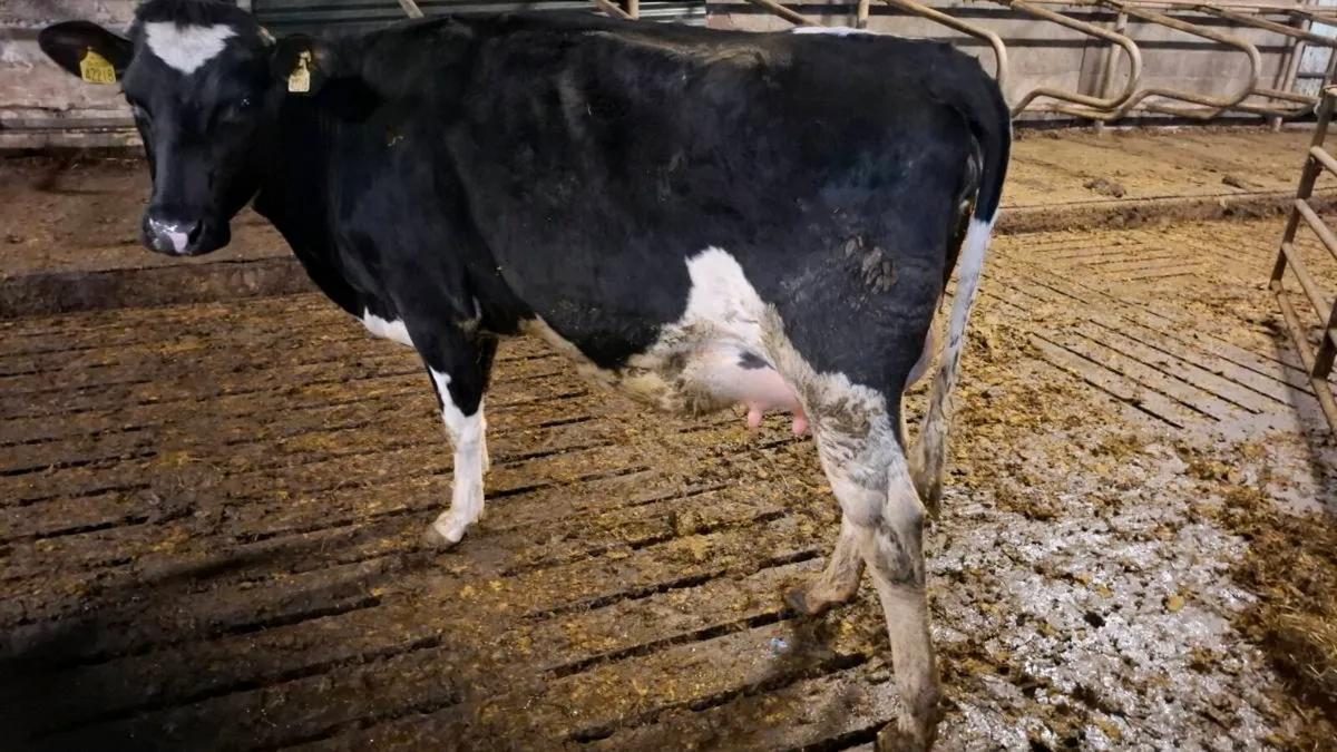 Calved heifers - Image 2