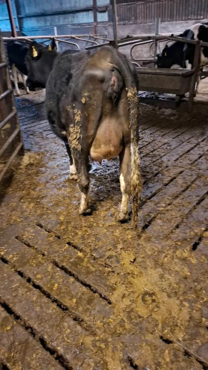 Calved heifers - Image 3