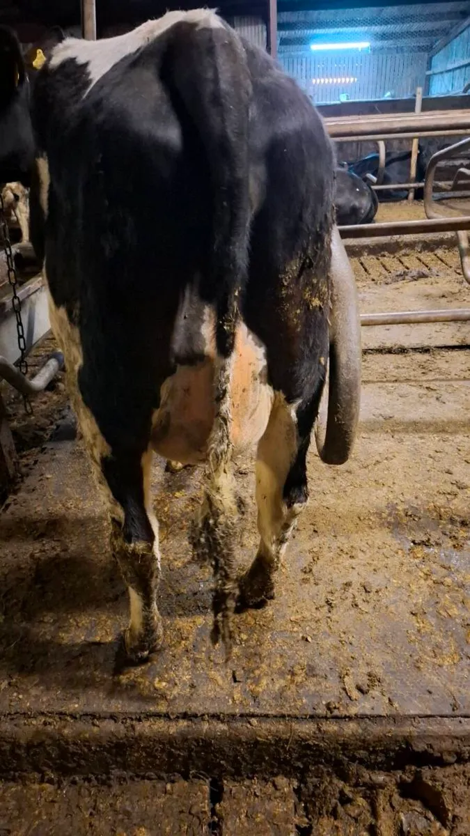 Calved heifers - Image 4