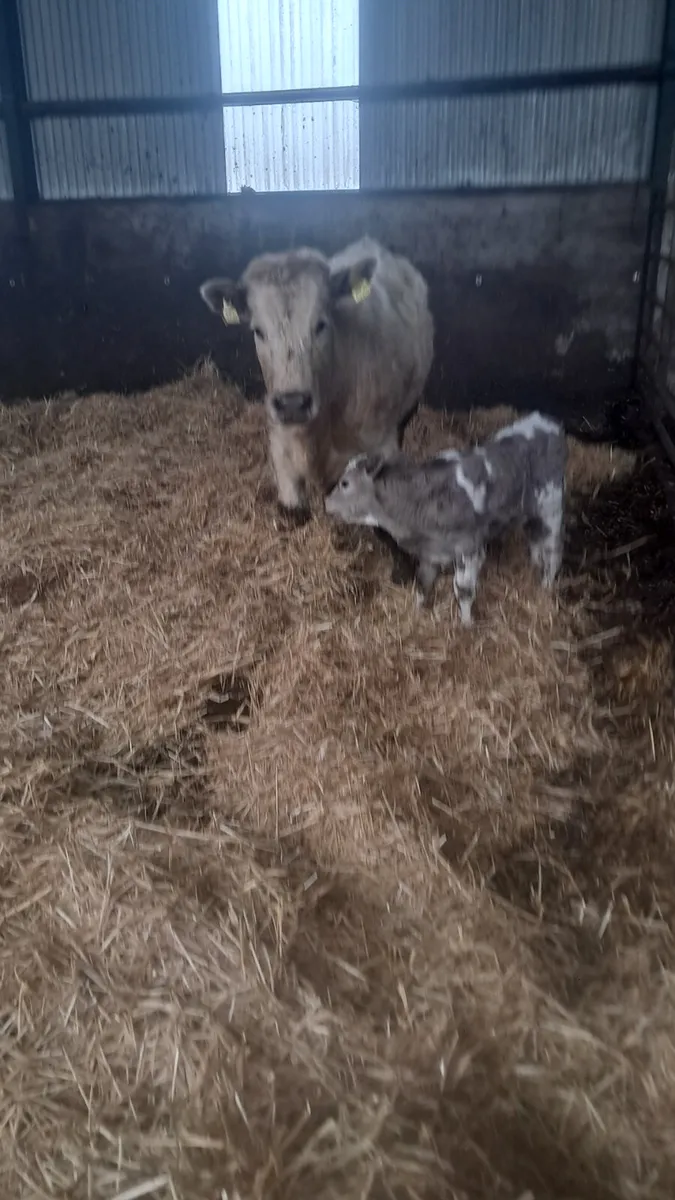 Cow and calf - Image 1