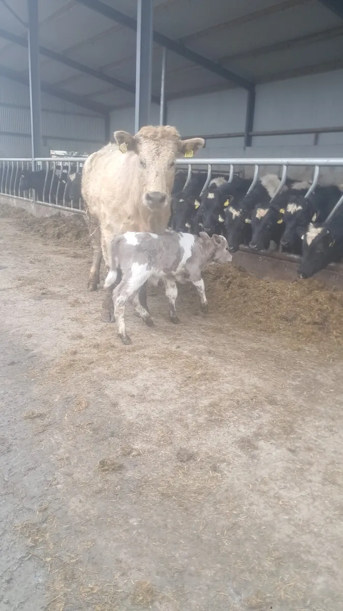 Cow and calf - Image 4