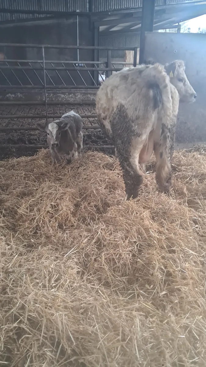 Cow and calf - Image 3