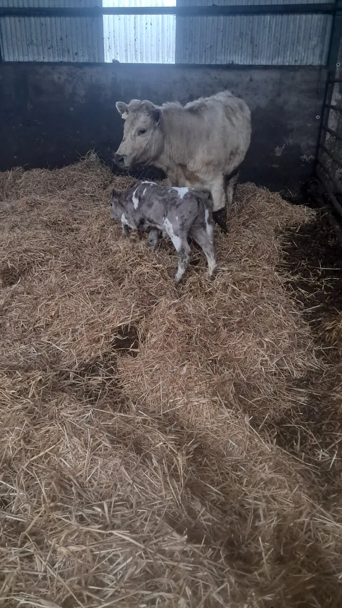 Cow and calf - Image 2