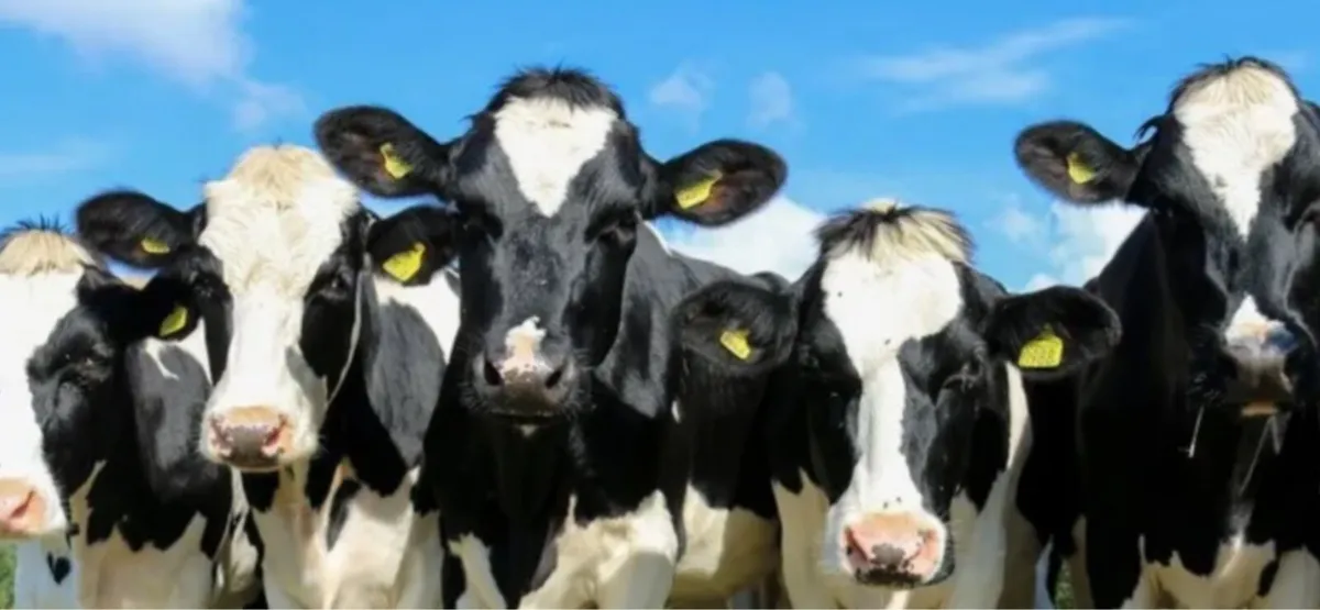 Grazing B & B grassland available