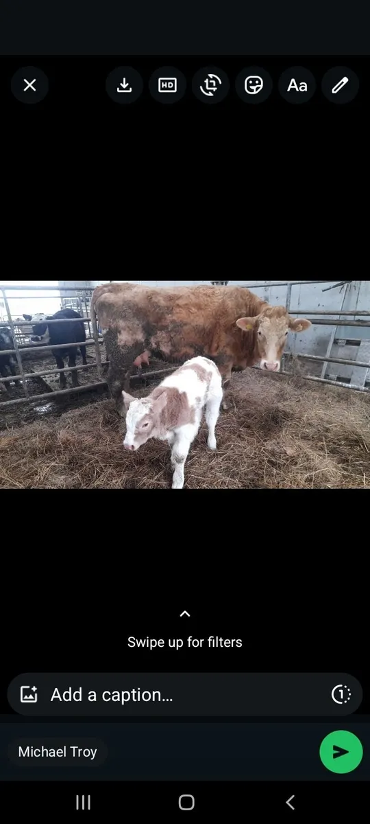 Charolais cow and calf - Image 2