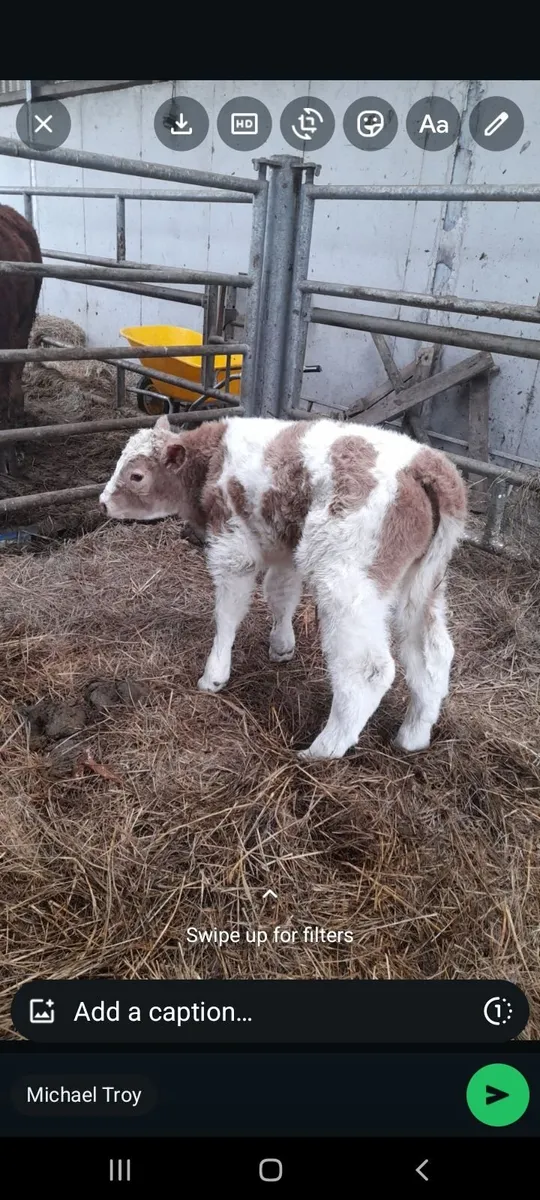 Charolais cow and calf - Image 4