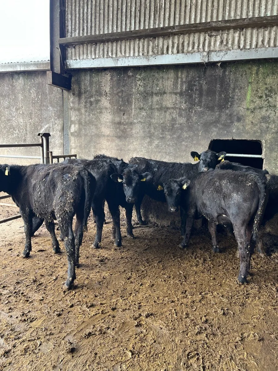 6 Angus heifers(250kg) - Image 1