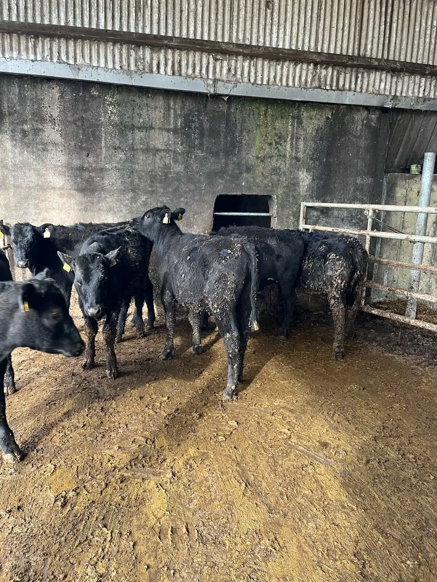 6 Angus heifers(250kg) - Image 2
