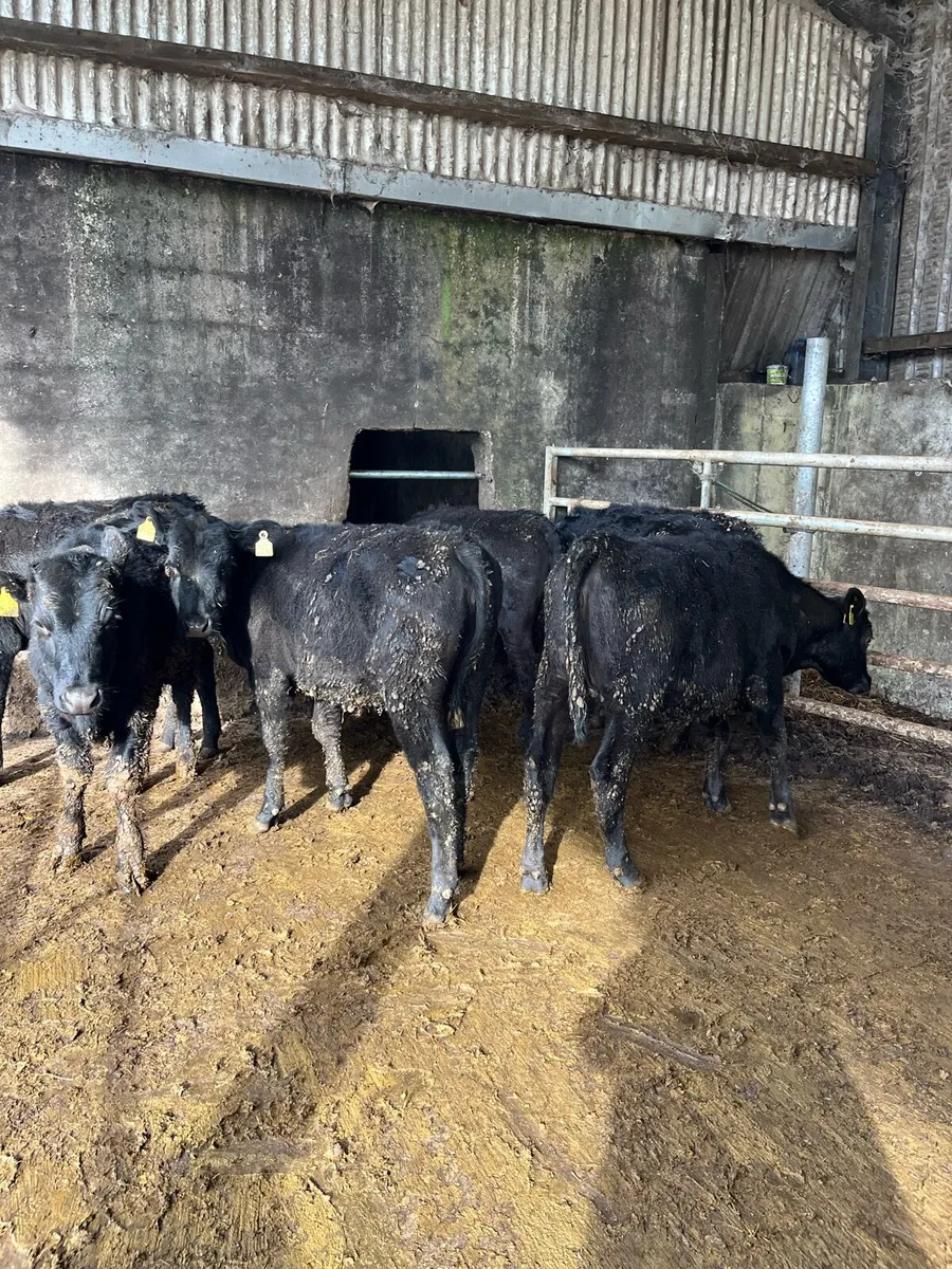 6 Angus heifers(250kg) - Image 3