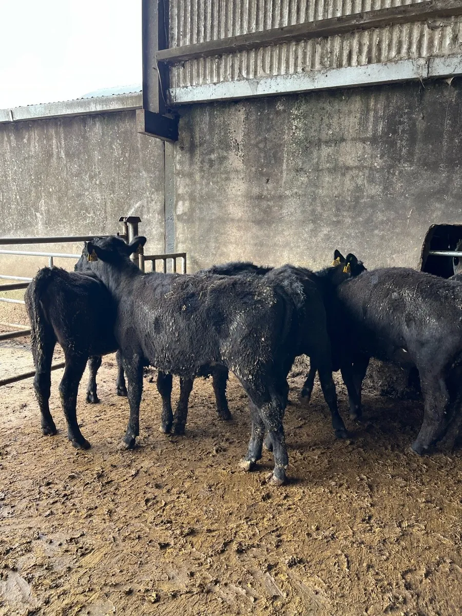 6 Angus heifers(250kg) - Image 4