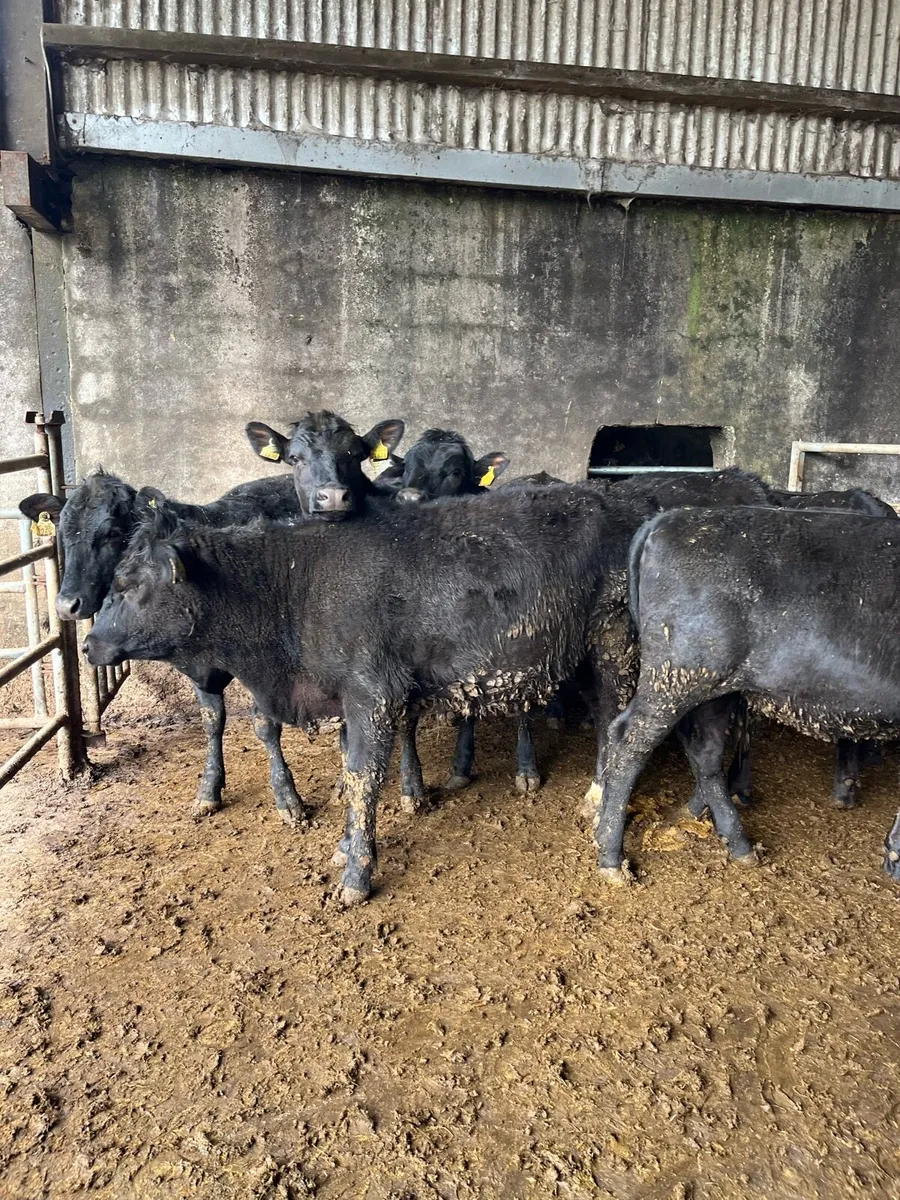 7 Angus heifers 320kg - Image 1
