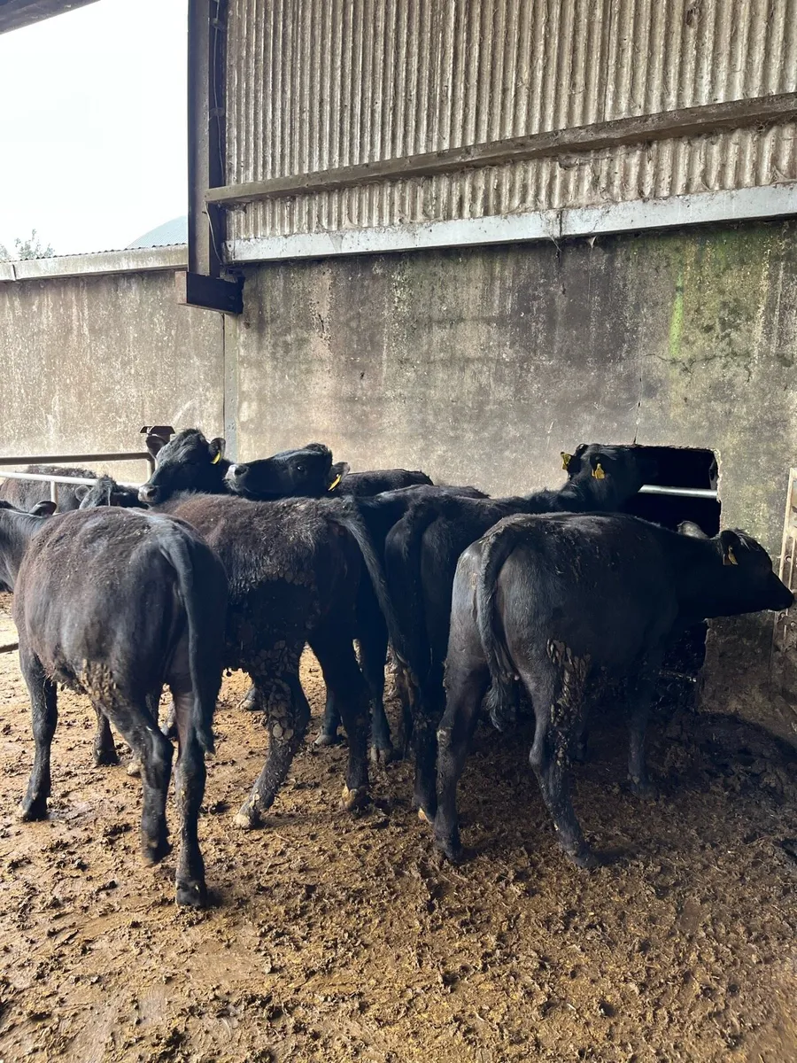 7 Angus heifers 320kg - Image 2