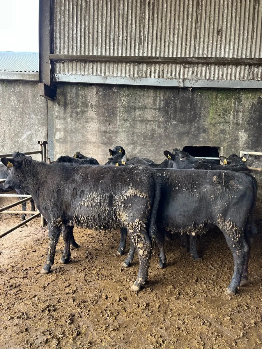 7 Angus heifers 320kg - Image 4