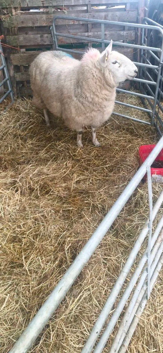 Foster Ewe - Image 1