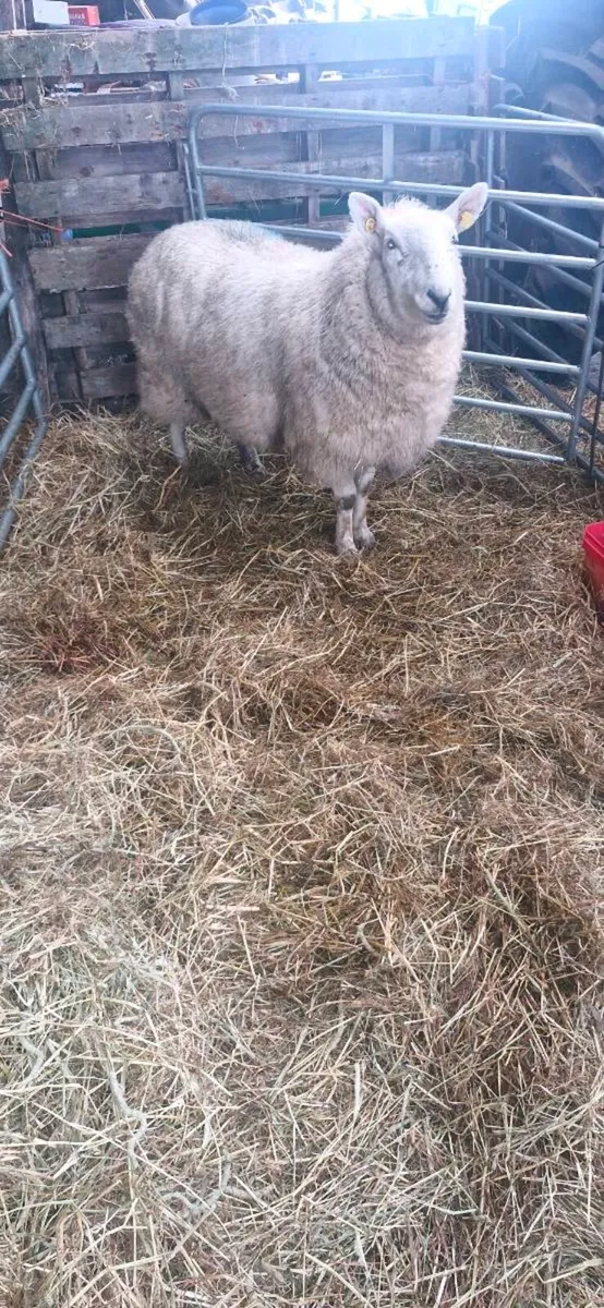 Foster Ewe - Image 3