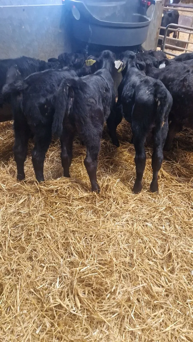 10 angus heifer calves - Image 1