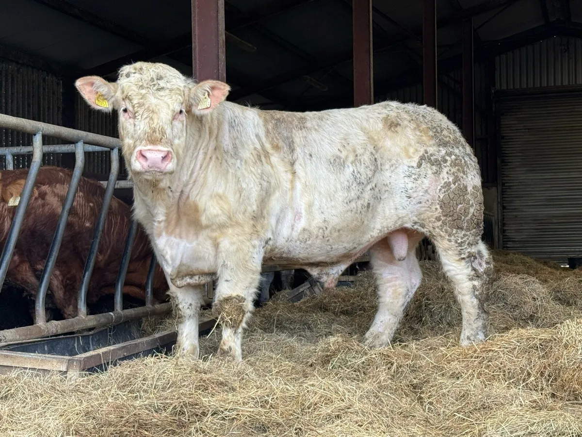 12 Pedigree Charolais bulls - Image 1