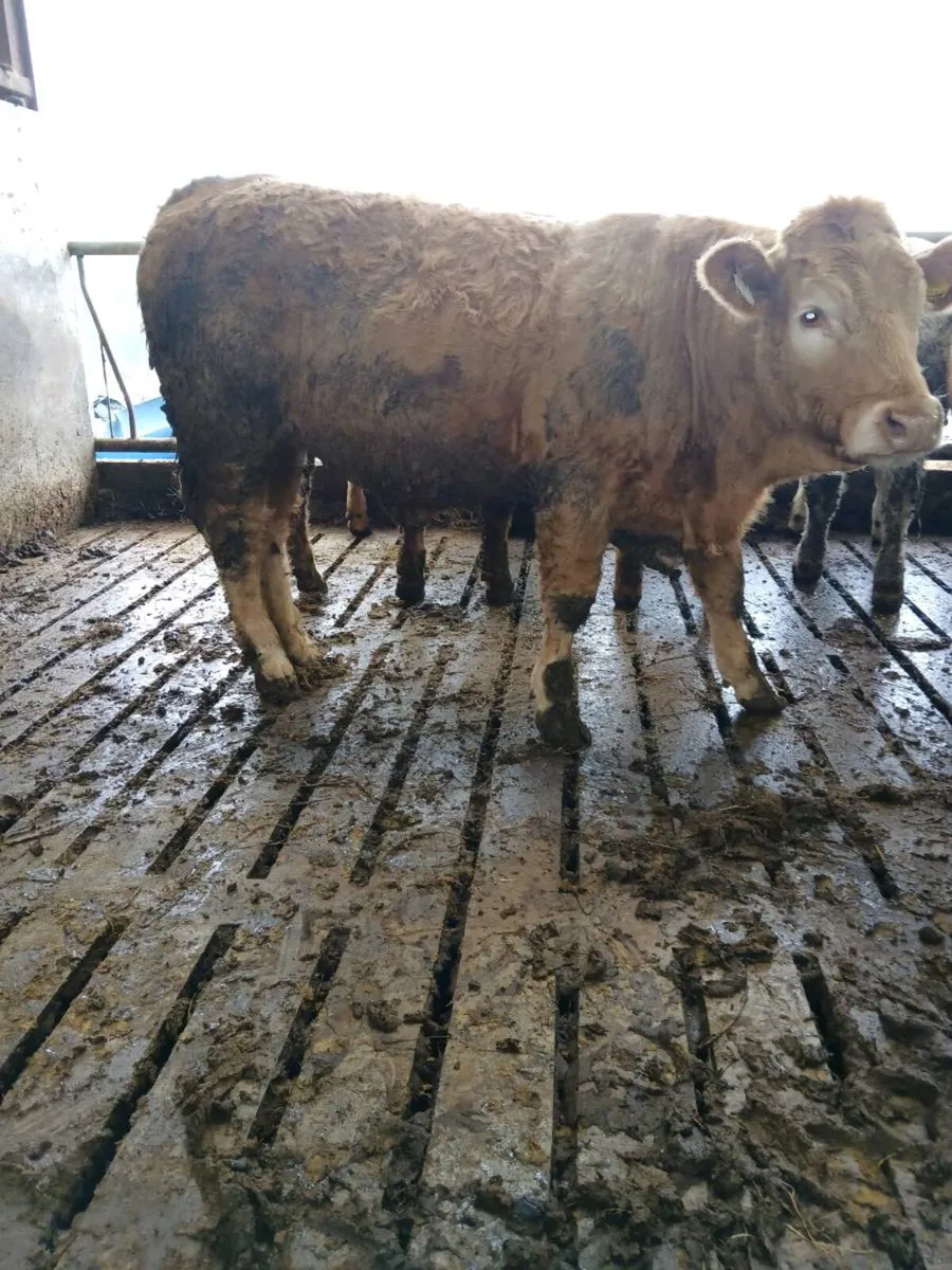 Charolais Heifers - Image 2