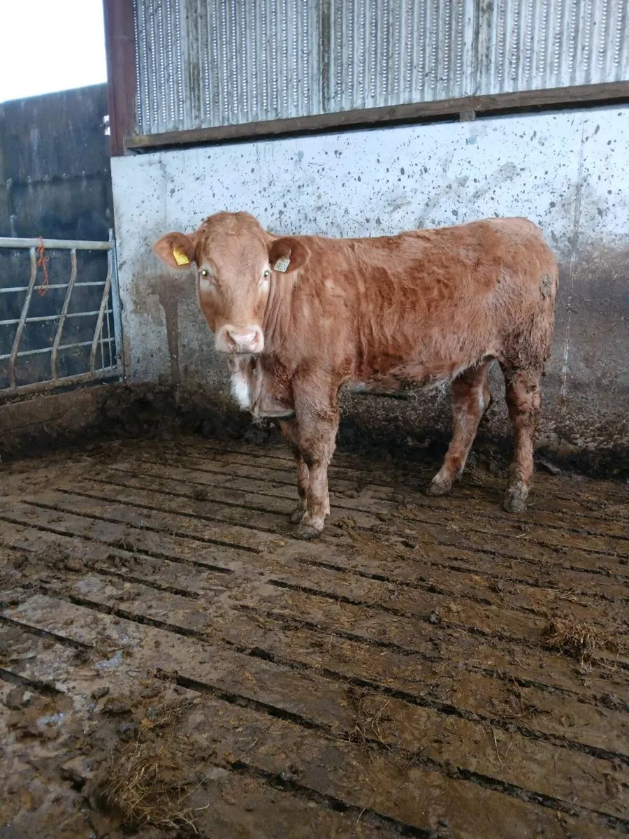 Charolais Heifers - Image 3