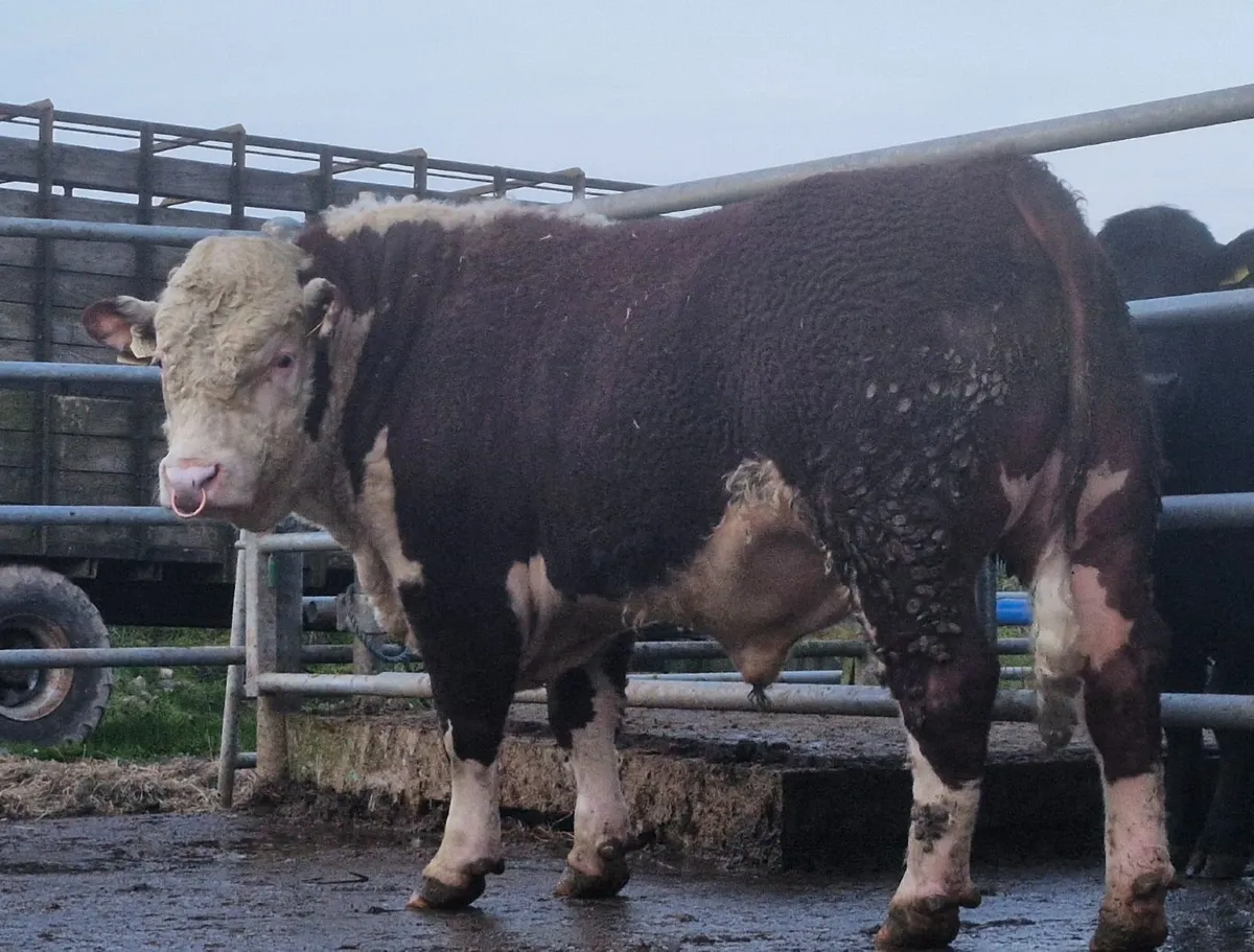 Pedigree Hereford Bull - Image 1