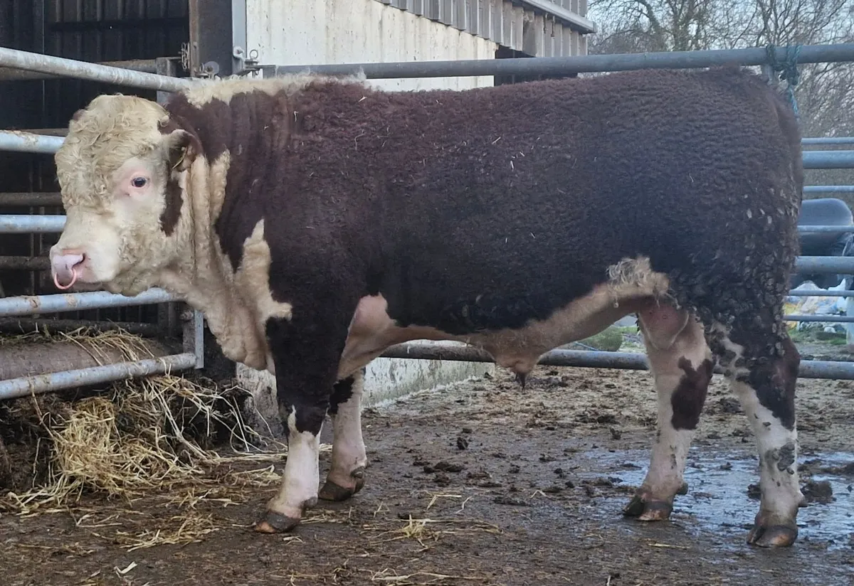 Pedigree Hereford Bull - Image 2