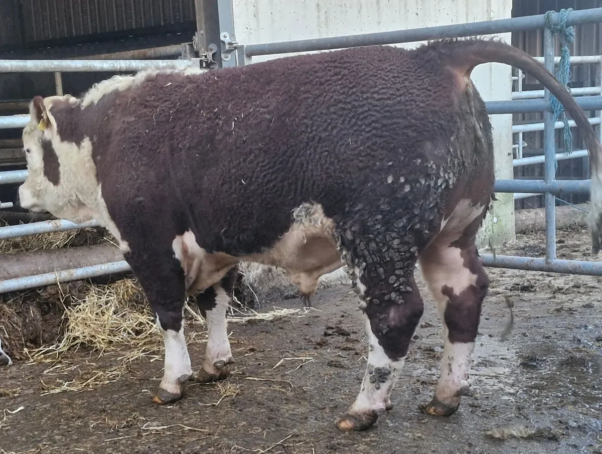 Pedigree Hereford Bull - Image 3